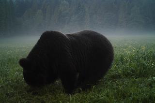 Bieszczadzkie niedźwiedzie wyczekują deszczu