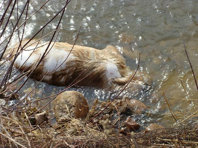 Torturowali psa i utopili go w Wiśle