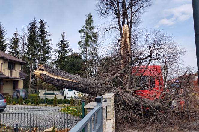 Nowy Sącz. Ciężarówka uderzyła w drzewo i zwaliła je na prywatną posesję. Jedna osoba poszkodowana