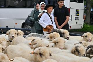 Arabowie wolą Morze Bałtyckie od Zakopanego? Przedsiębiorcy uspokajają. Na Podhale przyciąga ich coś szczególnego