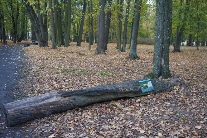 Park Lubomirskich w Białymstoku jesienią 