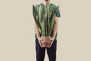 Sansewieria gwinejska