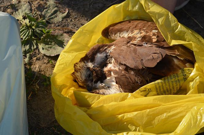 Kto otruł ptaki pod Krotoszynem ?! Policja wyjaśnia tajemniczą sprawę