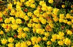 Słonecznica wysokokgórska (Delosperma nubigenum)