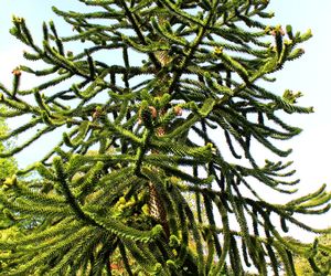 Araukaria chilijska = igława chilijska - Araucaria araucana