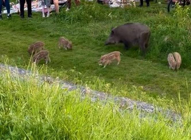 Zobaczcie tylko, co oni robią! Nagranie znad Wisły niesie się po sieci. Chwile grozy podczas rodzinnego pikniku