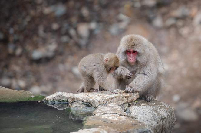 Będą nowi mieszkańcy w krakowskim ZOO. Rusza budowa pawilonu