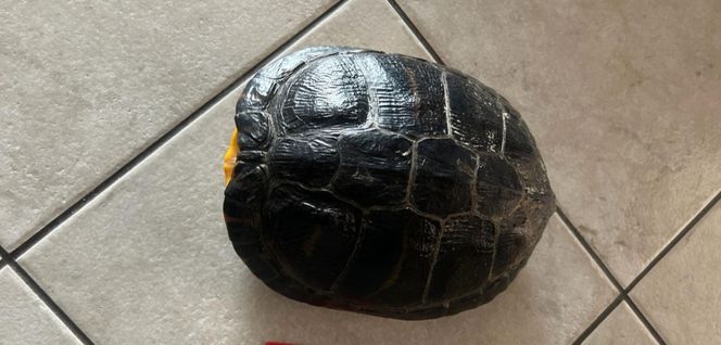 Żółw na drodze niedaleko Wschowy. Policja szuka właściciela