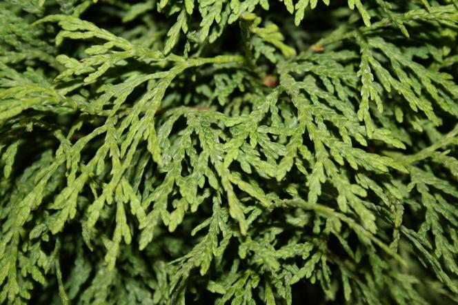 Żywotnik zachodni ‘Perła’ - Thuja occidentalis ‘Perła’