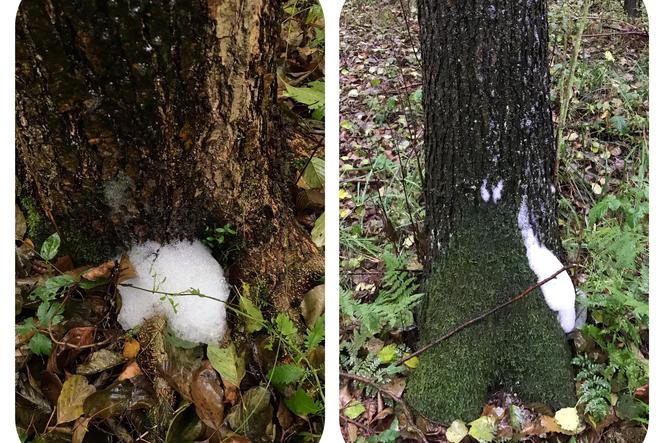Śnieg czy piana? Dziwne zjawisko na drzewach w Puszczy Kampinoskiej
