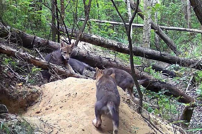 Małe wilki wyszły z nory i poznają las pod Częstochową