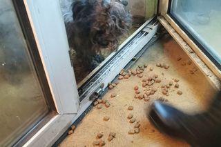 Pies zamknięty w piwnicy i skrajnie wychudzony. Pet Patrol: To żywy szkielet psa. Jest decyzja sądu ws. właścicielki