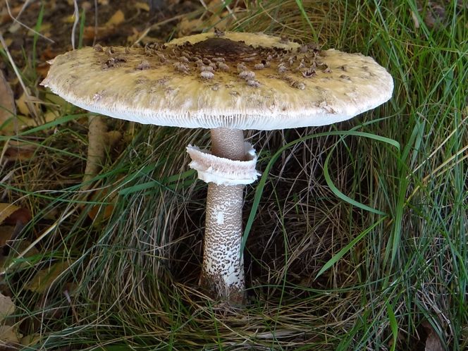 Grzyby w kujawsko-pomorskim