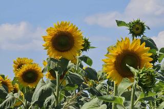 Sezon na Selfi w słonecznikach właśnie się zaczął 
