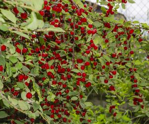 Wiśnia kosmata (Prunus tomentosa) - wymagania, uprawa, pielęgnacja, zastosowanie 