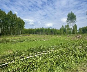 Kontrowersyjna wycinka w Mysłowicach zatrzymana. Interweniował prezydent 