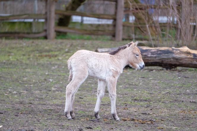 Klaczka konia Przewalskiego w warszawskim ZOO