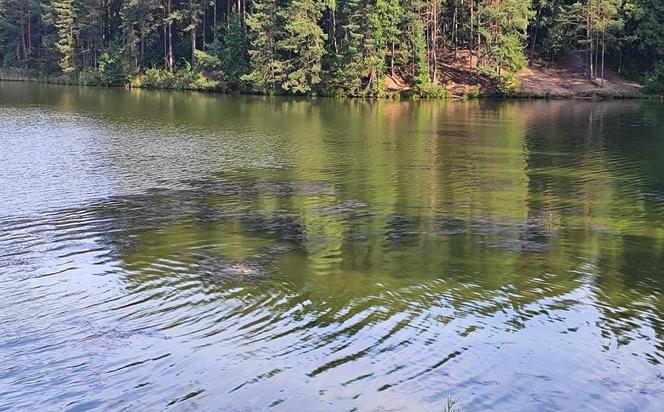 Zielona i mętna woda w starachowickiej Lubiance. Żal patrzeć.