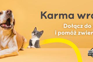Lublin - zbiórka darów dla bezpańskich zwierzaków