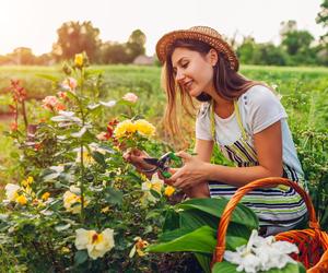 Quiz o kwiatach dla wprawionych ogrodników. Czy rośliny Cię lubią, a Ty wiesz o nich wszystko?