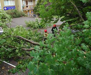 Powalone drzewo po burzy