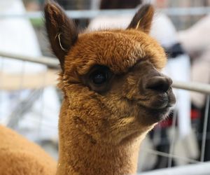 ZooPark ponownie przyciągnął do Targów Lublin tłumy miłośników zwierząt