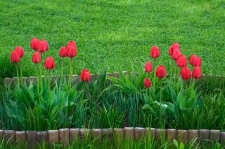 Tulipany w wytłaczankach po jajkach - jak sadzić? Jak głęboko sadzić tulipany w wytłaczankach?