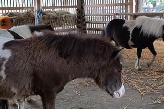 Zwierzęta w zoo we Wrocławiu