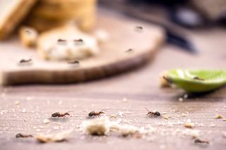 Pułapka na mrówki - najlepsze domowe sposoby na mrówki w domu. Jak skutecznie pozbyć się mrówek?
