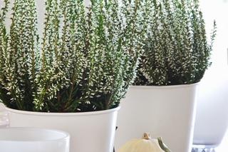 Wrzosy w domu i na balkonie. Zobacz ciekawe aranżacje