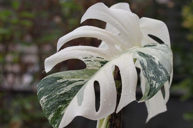 Monstera variegata