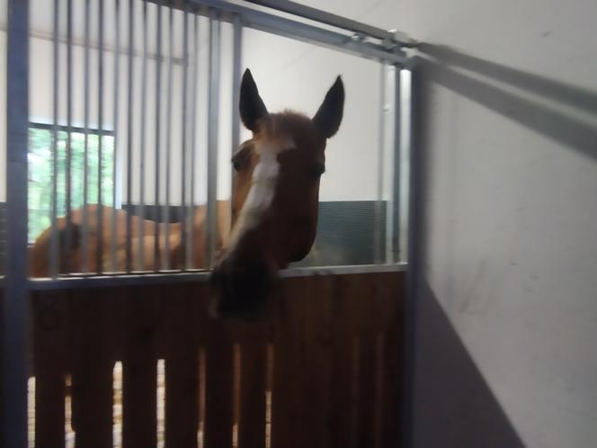 Weterynaria UMK w Toruniu oficjalnie otwarta. Mamy zdjęcia z budynku i okolic