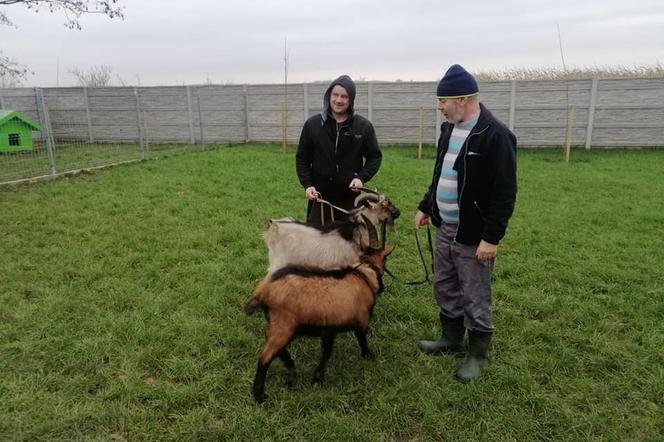 Do schroniska w Kaliszu trafiły koziołki. Właściciel już się znalazł