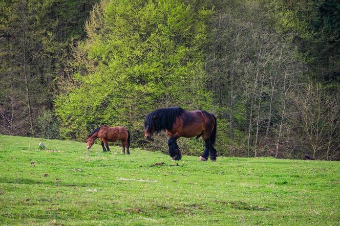 5. Gmina Jaśliska w powiecie krośnieńskim