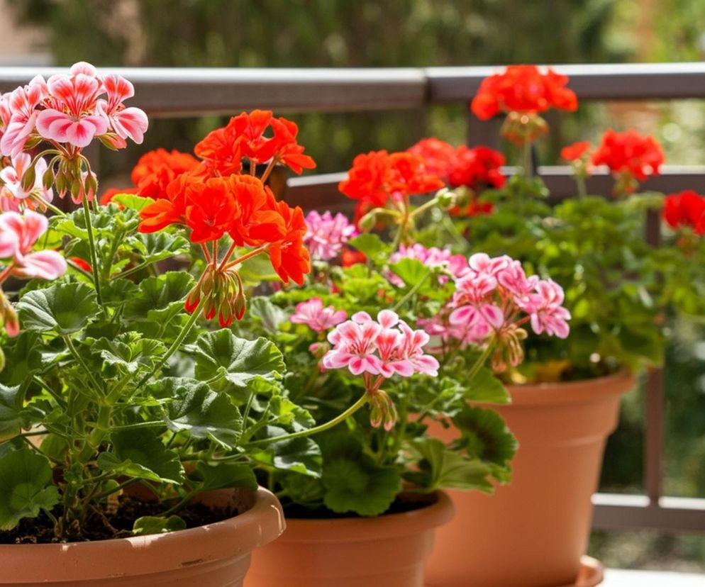 Nawóz do pelargonii