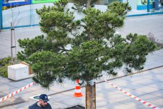 Centrum Sosnowca ma nową sosnę. To symbol miasta