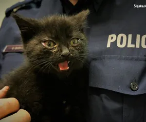 Bieruńscy policjanci uratowali bezdomnego kociaka 