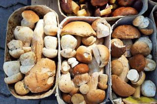 Ceny grzybów w Rzeszowie. Ile zapłacimy za kurki, prawdziwki czy borowiki?