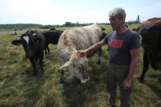Krowa w paski w gospodarstwie pod Szczecinkiem