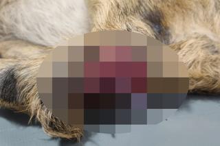 Koszmar na łące. Kosiarka zmasakrowała małe sarenki 