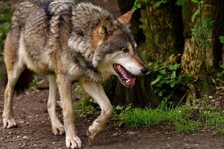 Wilki urządziły istną rzeź pod Bydgoszczą. Hodowca stracił 27 owiec, a 60 zostało rannych