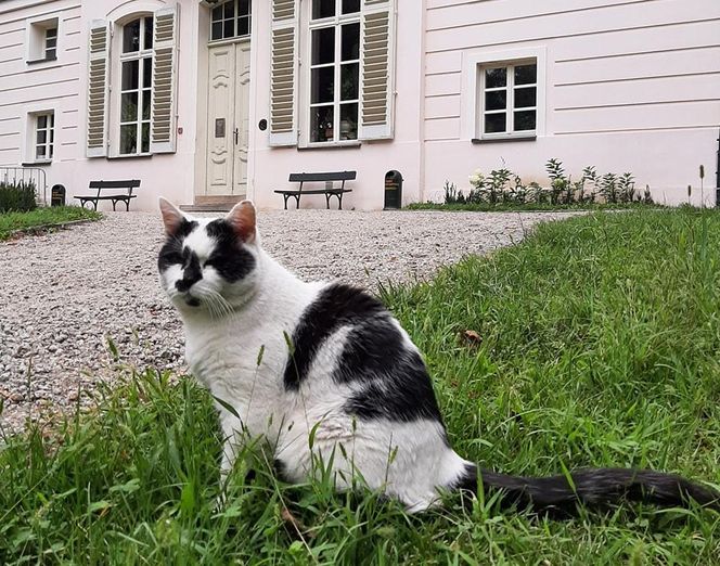 Sowa nieźle się pieni i dobrze pachnie. Nowe pamiątki z Ostromecka się podobają, ale ludzie chcą magnesu z Grubym