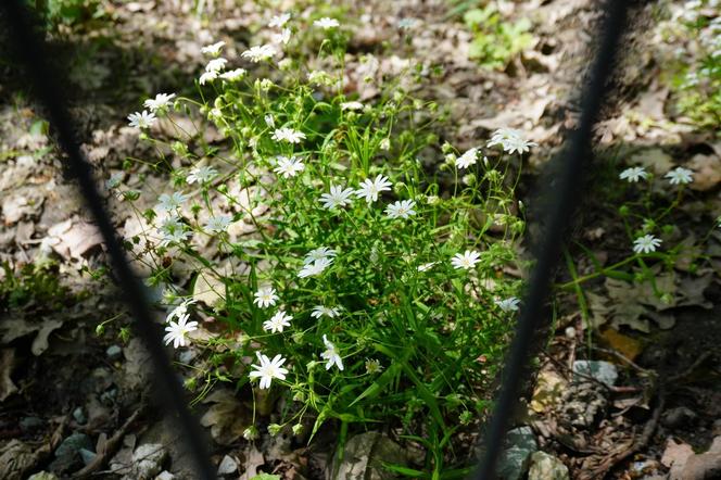 Tak wygląda park w dolinie Ślepiotki w Katowicach