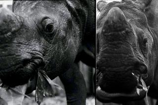 Młodziutki nosorożec Jung z warszawskiego zoo nie żyje. Co się stało? 