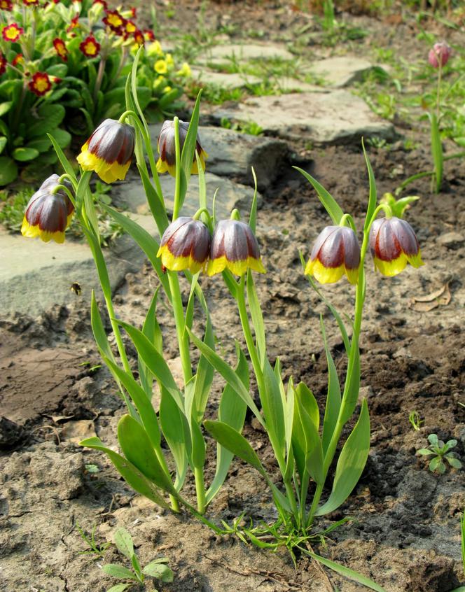 Szachownica Michajłowskiego