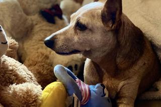 Michał Szczerba w żałobie. Pożegnał Rózię 