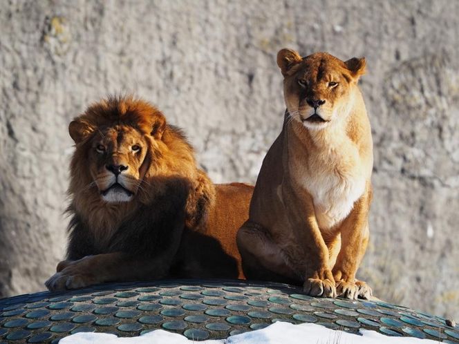 ZOO w Warszawie ma już 97 lat. Wielka feta w stołecznym ogrodzie! Jakie tajemnice kryje jego historia?