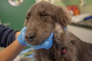 Suczka Megan z Ukrainy  walczy o życie w Polsce [GALERIA]