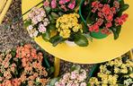 Kalanchoe