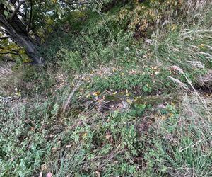 Serenity Park w Mysłowicach to nowe miejsce wypoczynku na Śląsku